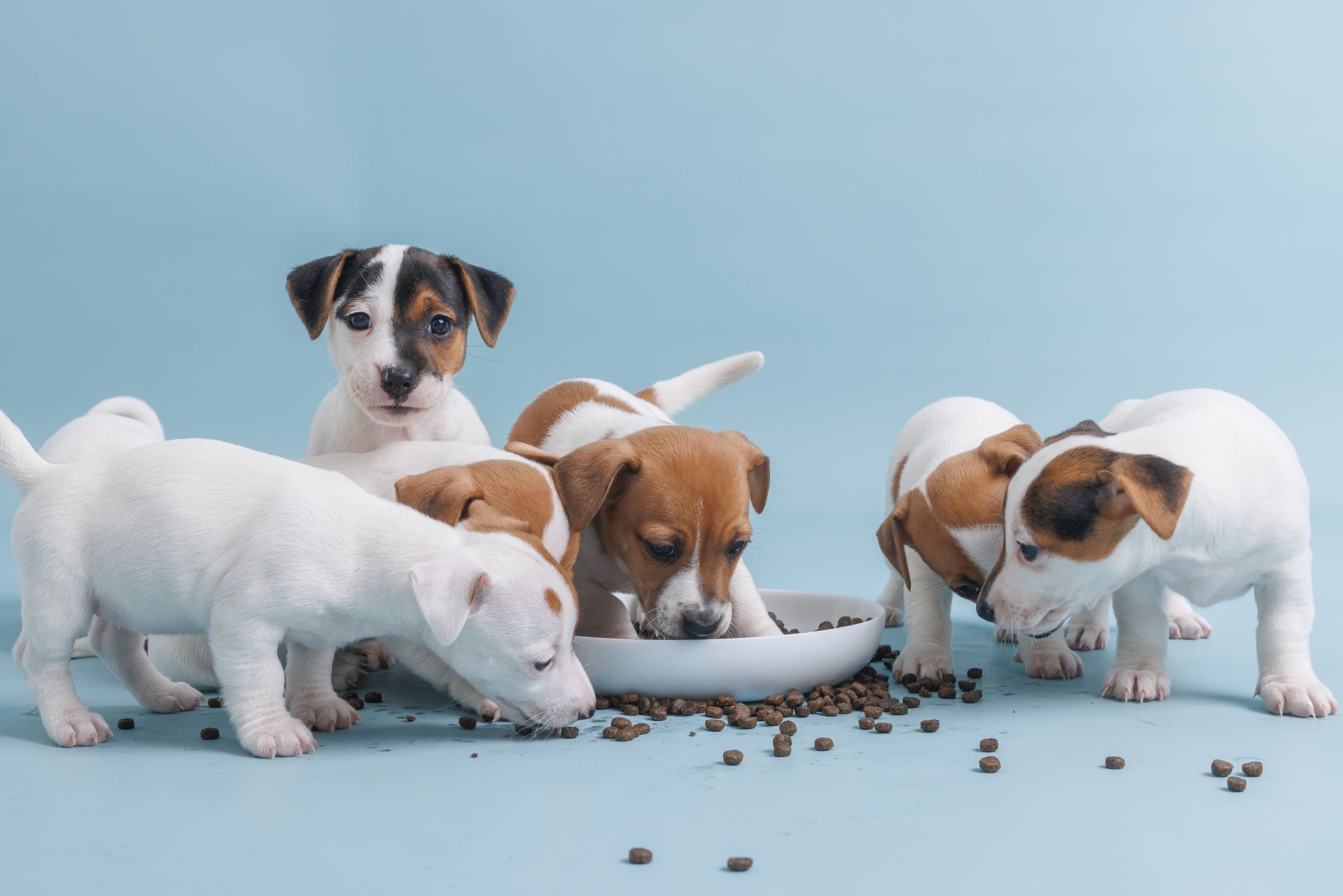 Đại lý nhỏ nên đứng ở đâu trong thị trường Pet hiện nay