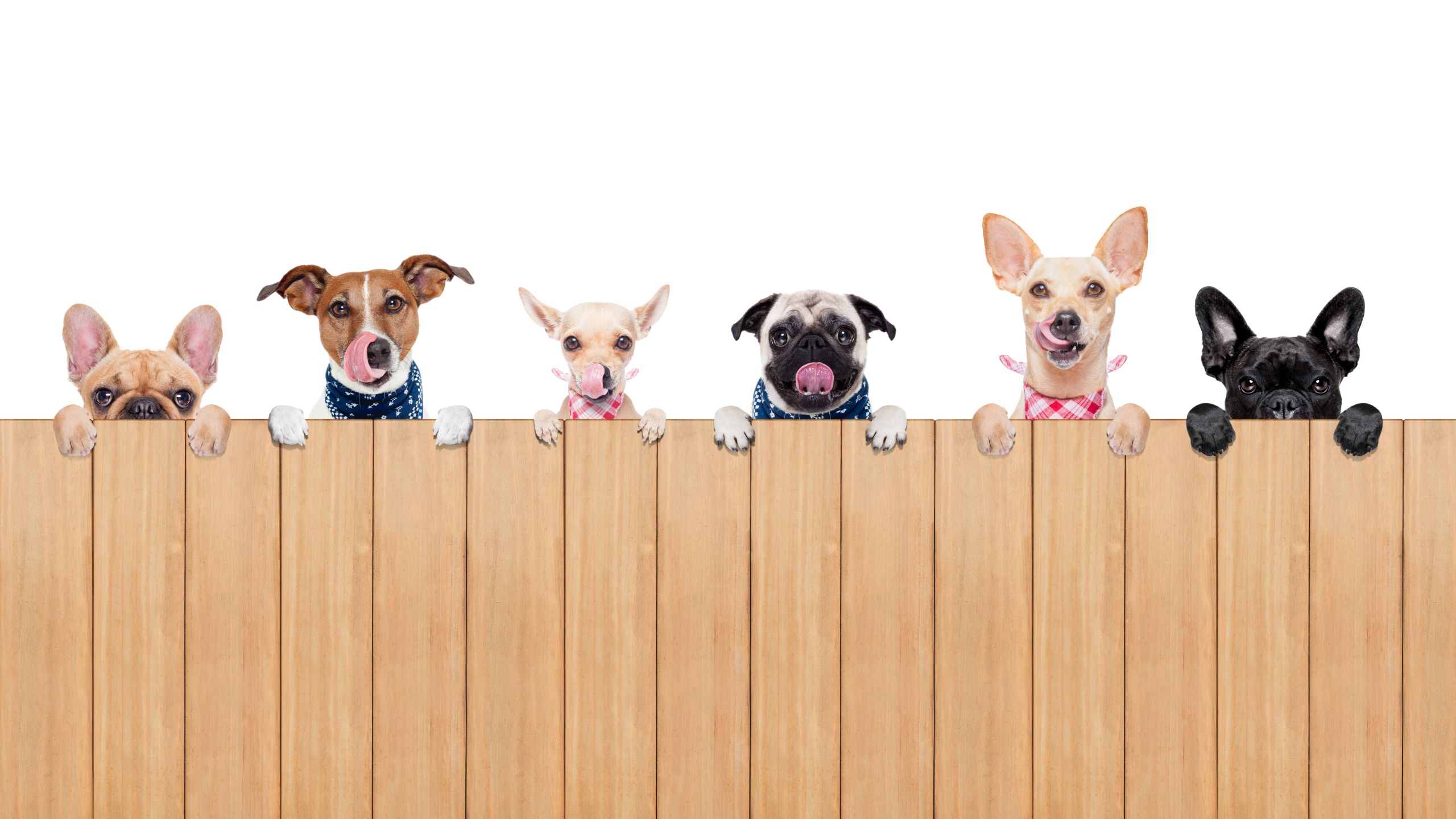 Mô hình phân phối Pet Food và chiến lược nuôi đại lý