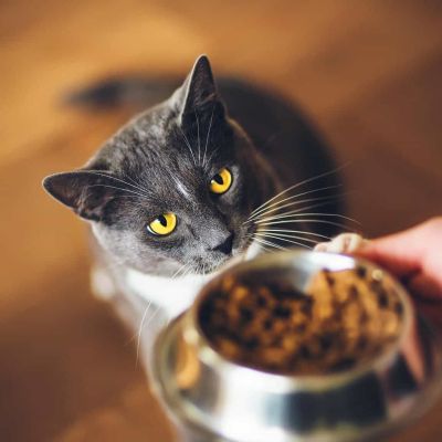 petkin.vn