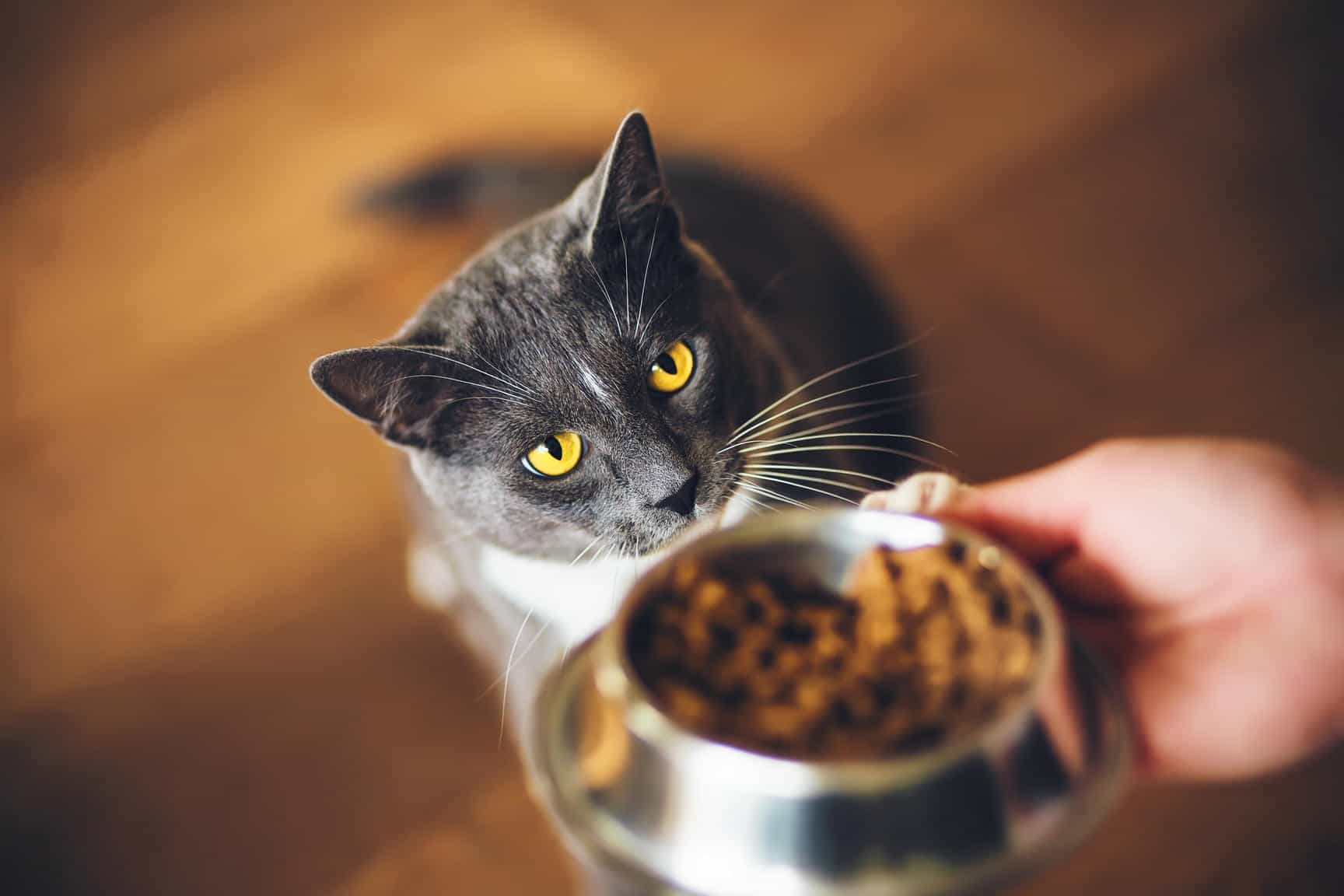 Pet Food chính ngạch là gì? Rủi ro của hàng xách tay