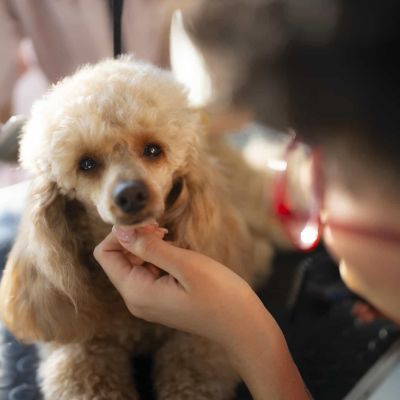 petkin.vn