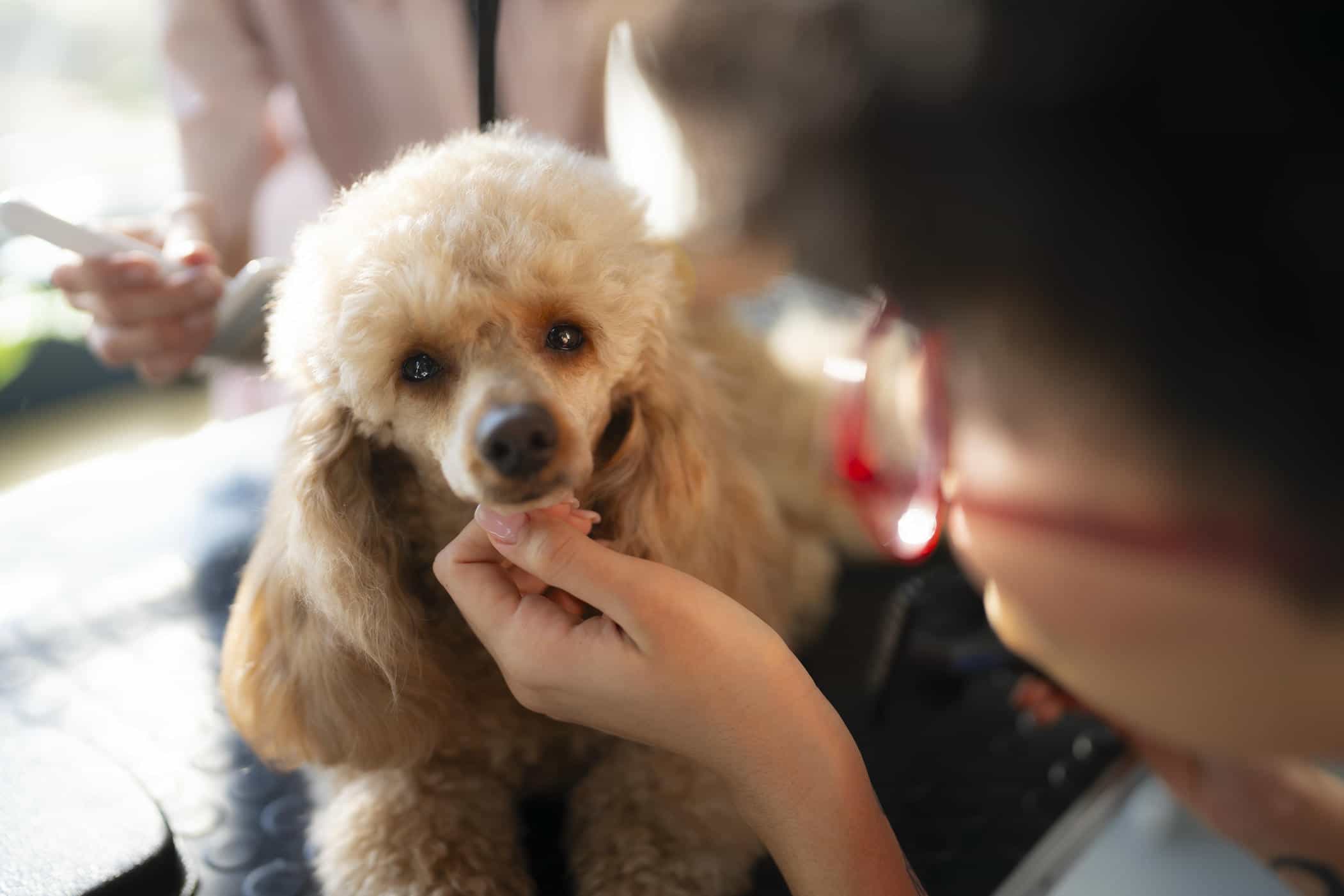 Quy trình nhập khẩu Pet Food từ nước ngoài về Việt Nam