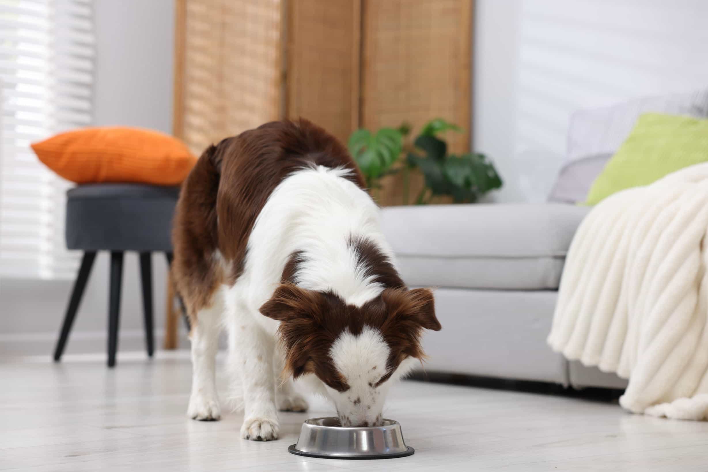 Mô hình phân phối Pet Food truyền thống và những giới hạn